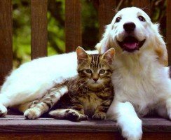 Как подружить кошку и собаку