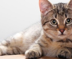 Препарат Дексафорт: помощь при воспалительных и аллергических патологиях у кошек