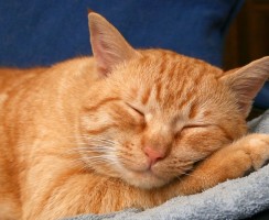 Каниквантел Плюс для кошек: правила избавления питомца от паразитов