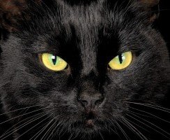 Загадочные чёрные кошки: всё об их окрасе