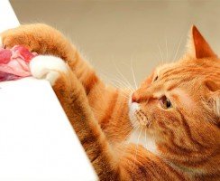 Как организовать натуральное питание для кошки: домашние рецепты корма