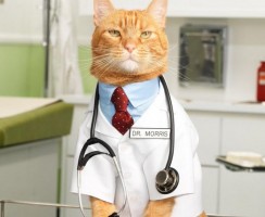 Дексаметазон для кошек: особенности препарата и показания к применению