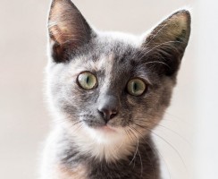 Препарат Страйд Плюс: эффективное средство при заболеваниях суставов у кошек