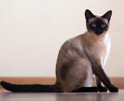 Препарат Гликопин: эффективное средство для повышения иммунитета кошек