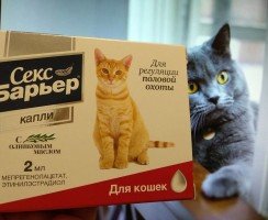 Секс Барьер: гормональная регуляция полового поведения у котов и кошек