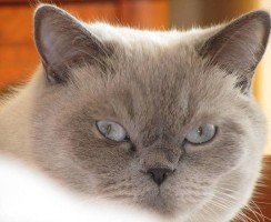 Британские кошки окраса блю-пойнт: стандарты породы, особенности ухода и содержания