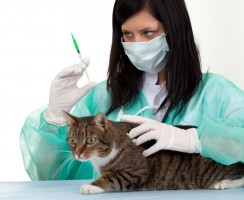 Амоксициллин для кошек: показания, схема приёма и другие важные моменты