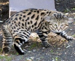 Черноногая кошка: вампир из подземелья