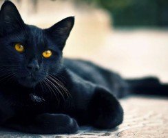 Ронколейкин: универсальный иммуномодулятор для кошек