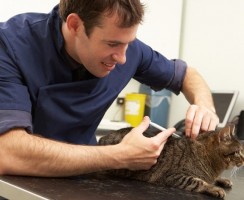 Пуревакс для кошек: защита от инфекций