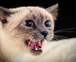 Стоп-стресс для кошек — капли и таблетки