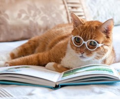 Лайфхаки для кота и хозяина: всё гениальное — просто