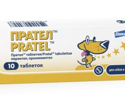 Прател для кошек: как бороться с паразитами у питомца