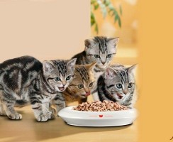 Готовые сухие корма для кошек: особенности и разновидности