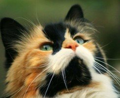 Трёхцветная кошка: живой талисман на удачу