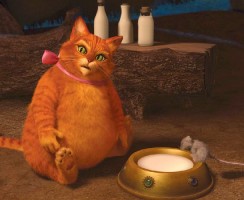 Ожирение у кошек: как справиться с проблемой