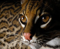 Порода кошек оцикет: маленькие домашние леопарды