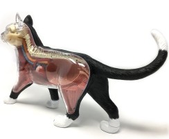 Как устроены коты: интересные факты про внешнее и внутреннее строение этих животных