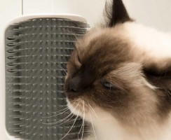 Чтобы кошка не скучала, долго ласково мурчала: особенности чесалок и варианты их изготовления