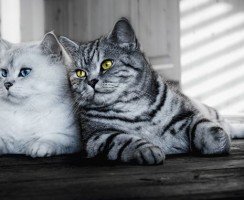 Питание британских кошек в домашних условиях