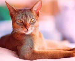 Питание абиссинских кошек: магазинный корм или натуральная еда