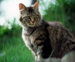 Усатые-полосатые: домашние коты с окрасом табби