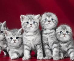 Чем кормить пушистика из страны волынок: особенности составления рациона для котят шотландской породы