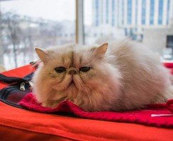 Как подготовить кошку к выставке: необходимые условия, а также нюансы проведения мероприятий