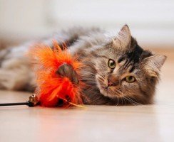 Синулокс: мощный антибиотик для здоровья кошек