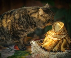 Не всё коту Масленица: насколько вредны блины для собак и кошек