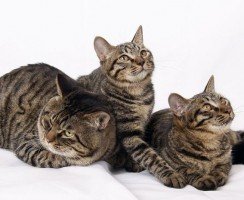 Кошачья экзотика: китайская кошка дракон ли хуа