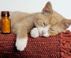 Таурин для кошек: чем полезен, в каких кормах и продуктах содержится