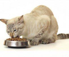 Чем кормить кошку с больной печенью