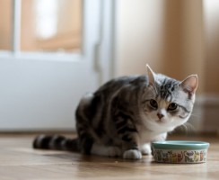 Виды кормов супер премиум класса для кошек