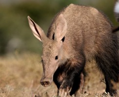 Трубкозуб: интересные факты об африканском чуде