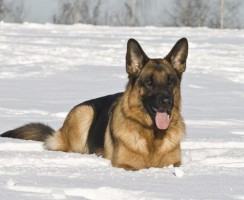 Какую собаку выбрать: топ-10 самых умных пород