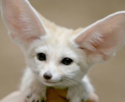 Кто милее всех на свете: самые симпатичные и трогательные дикие животные