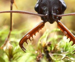 Крошечные питомцы для ребёнка: как выбрать муравьиную ферму