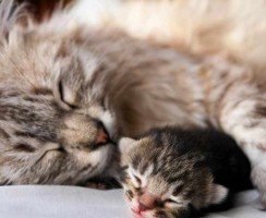 Кошка отгрызает котятам усы: забота о потомстве или скрытая агрессия