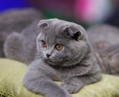 Невероятные питомцы: известные коты-мутанты