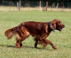 Пёс из рекламы «Чаппи»: что стало с легендарной собакой