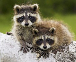 Как разговаривают еноты