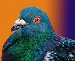 Секреты животного мира: почему не видно птенцов голубей и как они выглядят