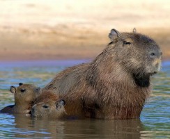 Капибара: грызун, которого назвали рыбой