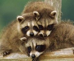 Очаровательный непоседа: содержание енота-полоскуна в домашних условиях