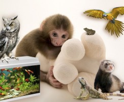 Какое животное можно завести вместо кошки и собаки