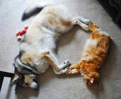 Кошатники vs собачники: психология людей, предпочитающих разных питомцев