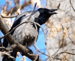 Вороны каркают по утрам: причины поведения птиц, приметы