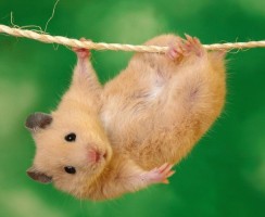 «Хомяк смотрит в камеру»: что означает новый мем