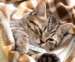 У кота температура: что делать в домашних условиях